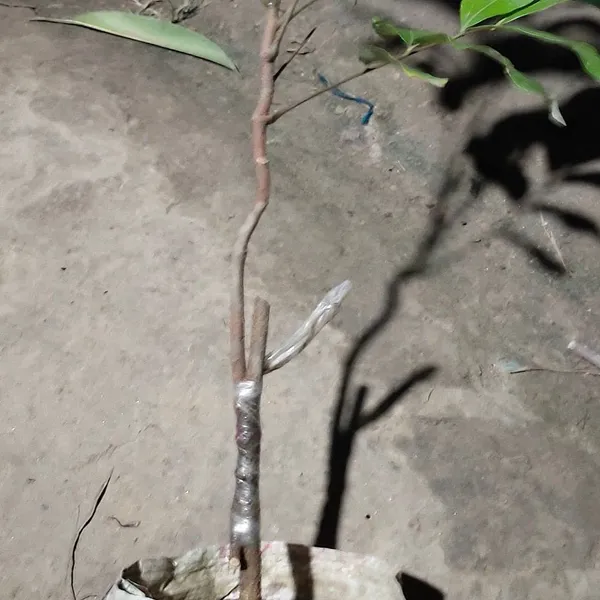 Bahan_Traders_Exclusive_Dragon_Eye,_Longan,_Dimocarpus_Longan_Grafted_Fruit_Plant_With_Polybag
