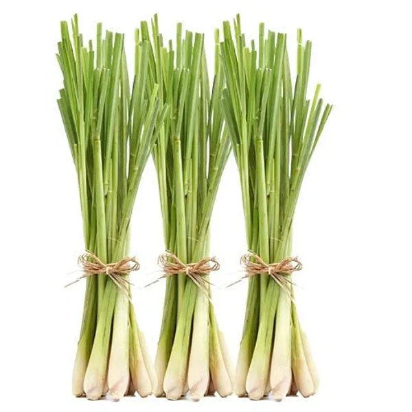 Bahan_Traders_Live_Fresh_Lemon_Grass_Herbal_Medicinal_Plant_Lemongrass_Plant_With_Pot_Ready_To_Use_Mature_Plant_For_Home_Garden