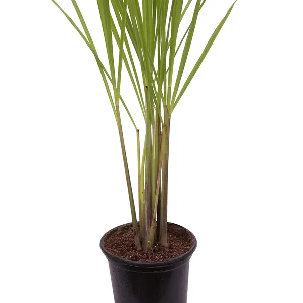 Bahan_Traders_Live_Fresh_Lemon_Grass_Herbal_Medicinal_Plant_Lemongrass_Plant_With_Pot_Ready_To_Use_Mature_Plant_For_Home_Garden