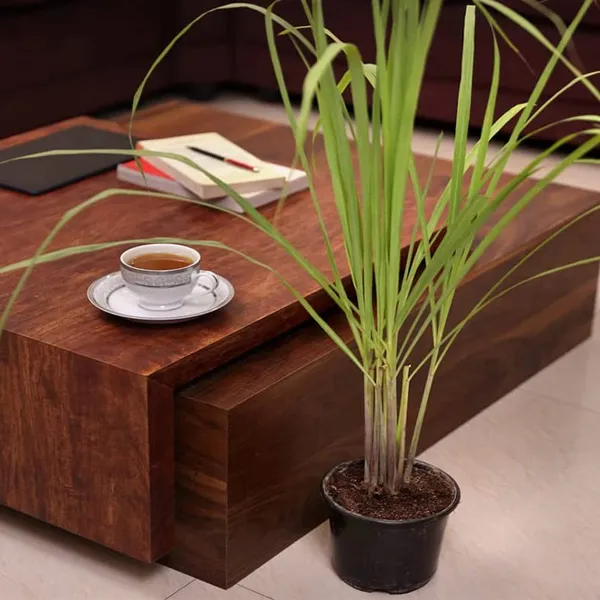 Bahan_Traders_Live_Fresh_Lemon_Grass_Herbal_Medicinal_Plant_Lemongrass_Plant_With_Pot_Ready_To_Use_Mature_Plant_For_Home_Garden