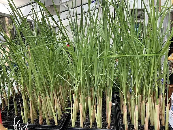 Bahan_Traders_Live_Fresh_Lemon_Grass_Herbal_Medicinal_Plant_Lemongrass_Plant_With_Pot_Ready_To_Use_Mature_Plant_For_Home_Garden