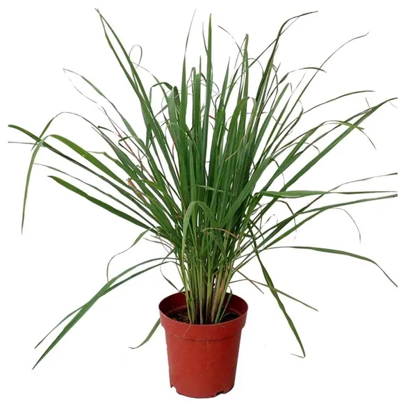 Bahan_Traders_Live_Fresh_Lemon_Grass_Herbal_Medicinal_Plant_Lemongrass_Plant_With_Pot_Ready_To_Use_Mature_Plant_For_Home_Garden