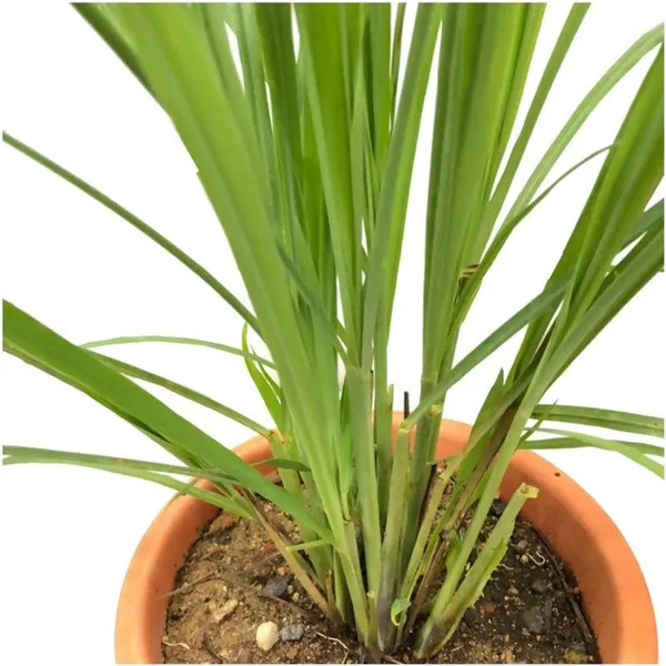 Bahan_Traders_Live_Fresh_Lemon_Grass_Herbal_Medicinal_Plant_Lemongrass_Plant_With_Pot_Ready_To_Use_Mature_Plant_For_Home_Garden