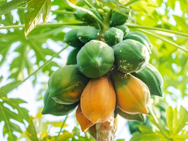 Bahan_Traders_Live_Papaya__Papita_Red_Lady_Hybrid_Fruit_Plant_For_Outdoor_Gardening_-_1_Live_Plant_With_Polybag