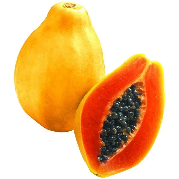Bahan_Traders_Live_Papaya__Papita_Red_Lady_Hybrid_Fruit_Plant_For_Outdoor_Gardening_-_1_Live_Plant_With_Polybag