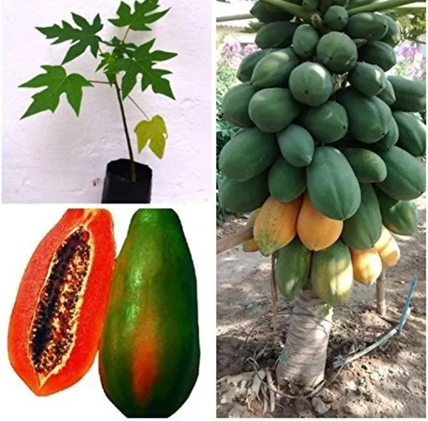 Bahan_Traders_Live_Papaya__Papita_Red_Lady_Hybrid_Fruit_Plant_For_Outdoor_Gardening_-_1_Live_Plant_With_Polybag