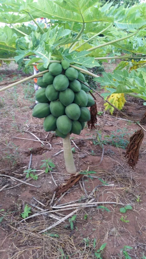 Bahan_Traders_Live_Papaya__Papita_Red_Lady_Hybrid_Fruit_Plant_For_Outdoor_Gardening_-_1_Live_Plant_With_Polybag