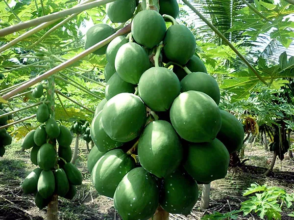 Bahan_Traders_Live_Papaya__Papita_Red_Lady_Hybrid_Fruit_Plant_For_Outdoor_Gardening_-_1_Live_Plant_With_Polybag