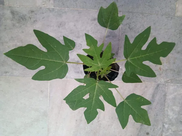 Bahan_Traders_Live_Papaya__Papita_Red_Lady_Hybrid_Fruit_Plant_For_Outdoor_Gardening_-_1_Live_Plant_With_Polybag