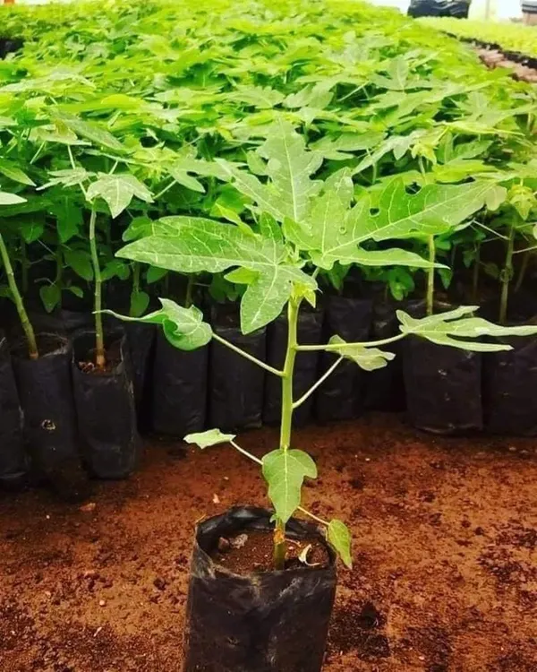 Bahan_Traders_Live_Papaya__Papita_Red_Lady_Hybrid_Fruit_Plant_For_Outdoor_Gardening_-_1_Live_Plant_With_Polybag