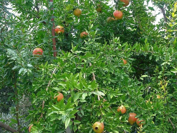 Bahan_Traders_Live_Bonsai_Dwarf_Pomegranate_Fruit_Afghan_Variety_Outdoor_Plant