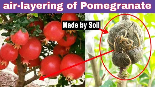 Bahan_Traders_Live_Bonsai_Dwarf_Pomegranate_Fruit_Afghan_Variety_Outdoor_Plant