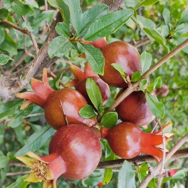 Bahan_Traders_Live_Bonsai_Dwarf_Pomegranate_Fruit_Afghan_Variety_Outdoor_Plant