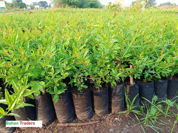 Bahan_Traders_Live_Bonsai_Dwarf_Pomegranate_Fruit_Afghan_Variety_Outdoor_Plant
