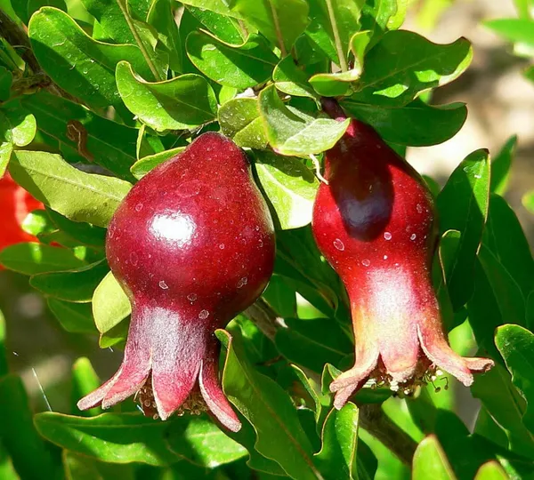 Bahan_Traders_Live_Bonsai_Dwarf_Pomegranate_Fruit_Afghan_Variety_Outdoor_Plant