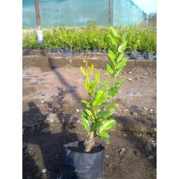 Bahan_Traders_Live_Bonsai_Dwarf_Pomegranate_Fruit_Afghan_Variety_Outdoor_Plant