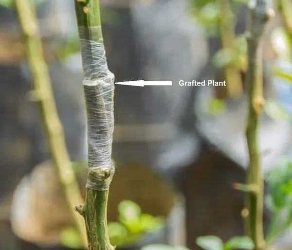 Bahan_Traders_Nagpur_Mandarin_Orange_All_Time_Variety_Grafted_Fruit_Live_Plants_&_Tree_Suitable_For_Bonsai_(Size:1_-_1.5_Ft)