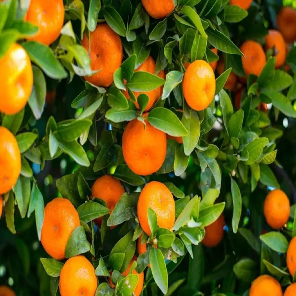 Bahan_Traders_Nagpur_Mandarin_Orange_All_Time_Variety_Grafted_Fruit_Live_Plants_&_Tree_Suitable_For_Bonsai_(Size:1_-_1.5_Ft)