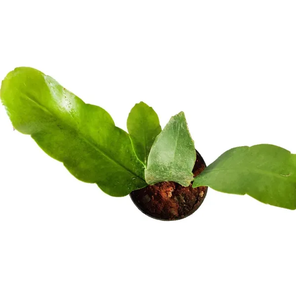 Bahan_Traders_Rare_Brahmakamal_Night_Queen_Flower_Live_Plant_With_Pot
