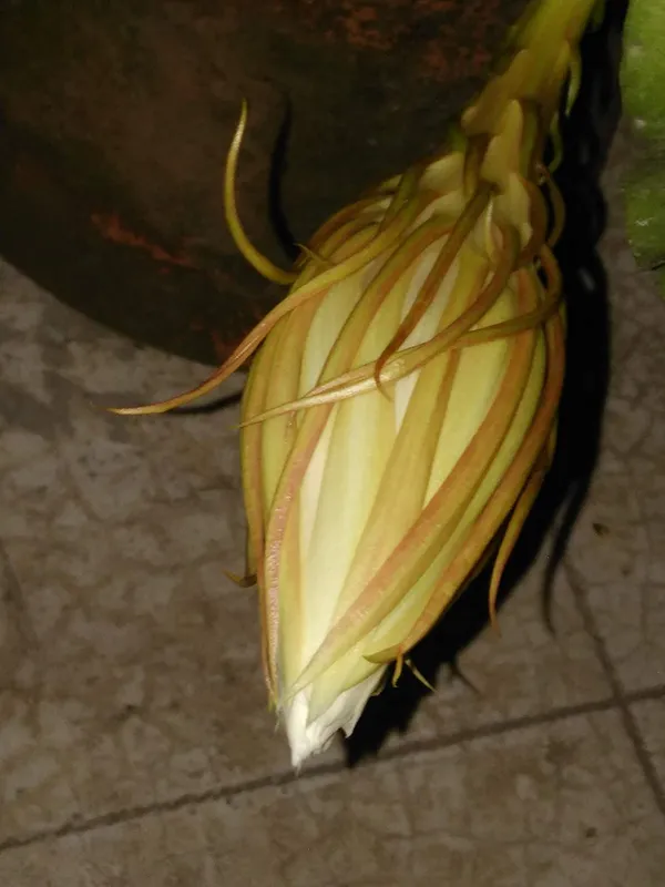 Bahan_Traders_Rare_Brahmakamal_Night_Queen_Flower_Live_Plant_With_Pot