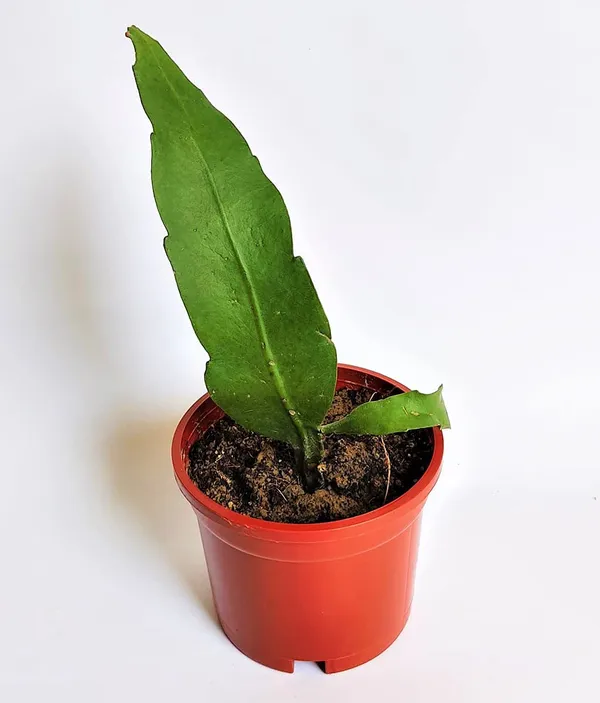 Bahan_Traders_Rare_Brahmakamal_Night_Queen_Flower_Live_Plant_With_Pot