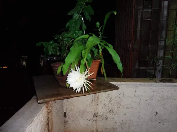 Bahan_Traders_Rare_Brahmakamal_Night_Queen_Flower_Live_Plant_With_Pot