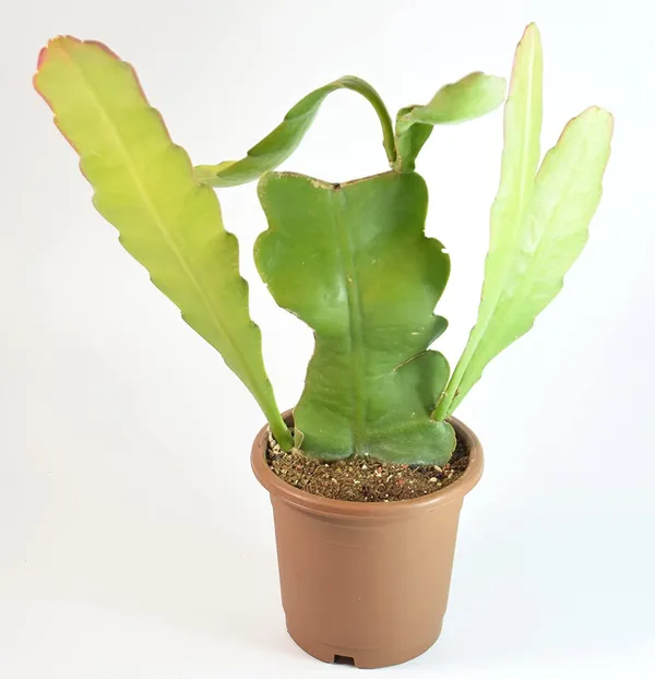Bahan_Traders_Rare_Brahmakamal_Night_Queen_Flower_Live_Plant_With_Pot