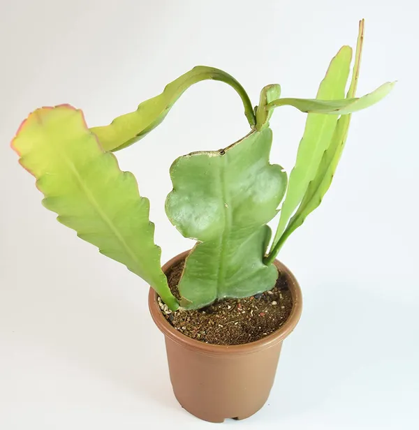 Bahan_Traders_Rare_Brahmakamal_Night_Queen_Flower_Live_Plant_With_Pot