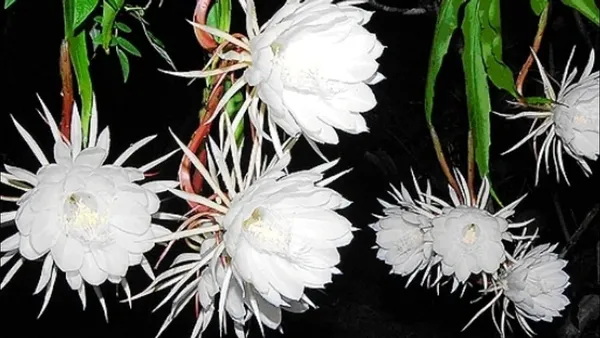 Bahan_Traders_Rare_Brahmakamal_Night_Queen_Flower_Live_Plant_With_Pot