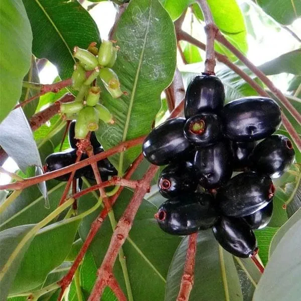 Bahan_Traders_Live_Black_Jamun_Tree,_Kala_Jamun_Sweet_Thai_Variety_Fruit_Outdoor_Fruit_Plant