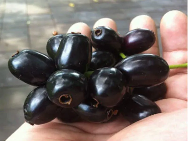 Bahan_Traders_Live_Black_Jamun_Tree,_Kala_Jamun_Sweet_Thai_Variety_Fruit_Outdoor_Fruit_Plant