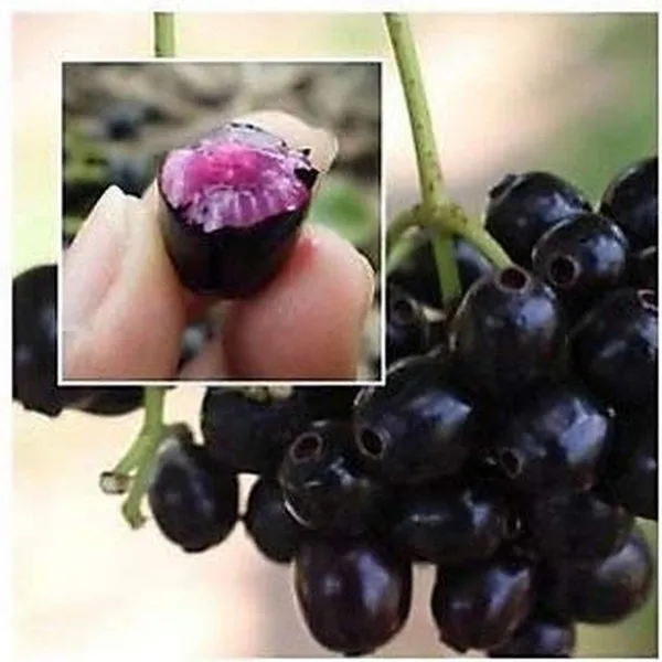 Bahan_Traders_Live_Black_Jamun_Tree,_Kala_Jamun_Sweet_Thai_Variety_Fruit_Outdoor_Fruit_Plant