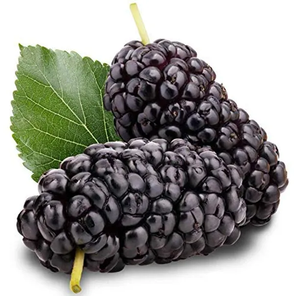 Bahan_Traders_Dwarf_Sweet_Mulberry_Plant_Shahtoot_Tree_Ever_Bearing_Fruit_1_Healthy_Live_Plant_Size_-_1.5_Ft._To_2_Ft.
