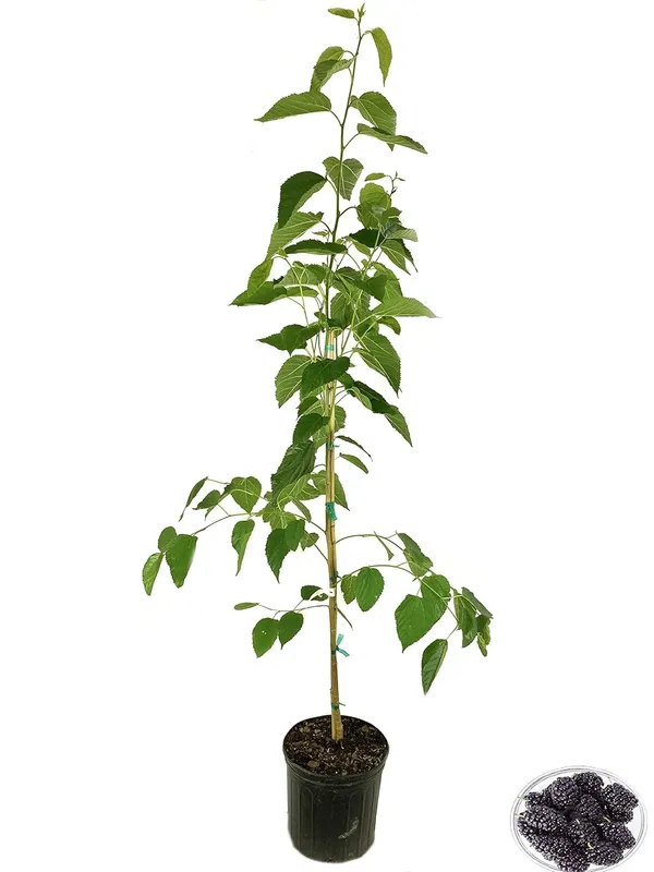 Bahan_Traders_Dwarf_Sweet_Mulberry_Plant_Shahtoot_Tree_Ever_Bearing_Fruit_1_Healthy_Live_Plant_Size_-_1.5_Ft._To_2_Ft.