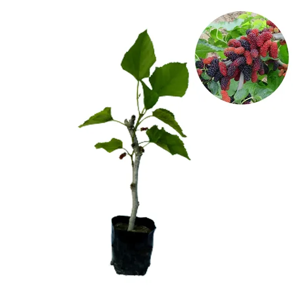 Bahan_Traders_Dwarf_Sweet_Mulberry_Plant_Shahtoot_Tree_Ever_Bearing_Fruit_1_Healthy_Live_Plant_Size_-_1.5_Ft._To_2_Ft.