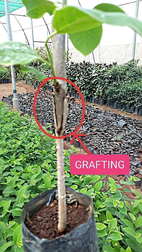 Bahan_Traders_Custard_Apple_Super_Green_Thai_Sugar_Apple_Sitafal_Ata_Fruit_Grafted_Live_Plants_&_Tree_(1_-_1.5_Ft_Size)