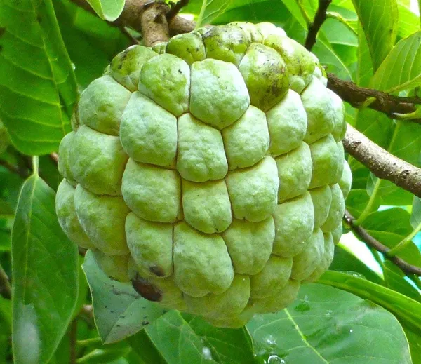 Bahan_Traders_Custard_Apple_Super_Green_Thai_Sugar_Apple_Sitafal_Ata_Fruit_Grafted_Live_Plants_&_Tree_(1_-_1.5_Ft_Size)