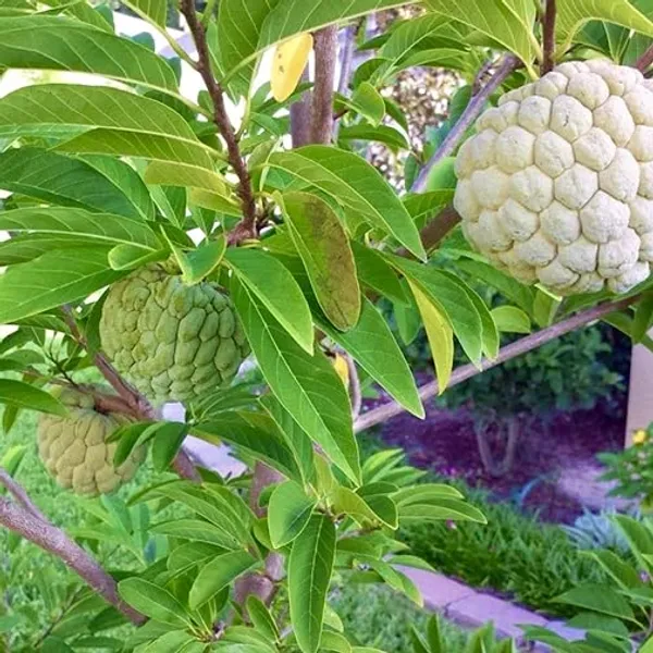 Bahan_Traders_Custard_Apple_Super_Green_Thai_Sugar_Apple_Sitafal_Ata_Fruit_Grafted_Live_Plants_&_Tree_(1_-_1.5_Ft_Size)