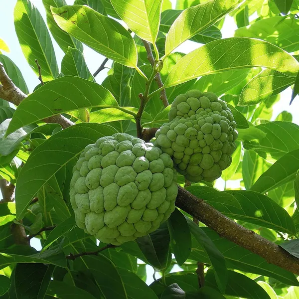 Bahan_Traders_Custard_Apple_Super_Green_Thai_Sugar_Apple_Sitafal_Ata_Fruit_Grafted_Live_Plants_&_Tree_(1_-_1.5_Ft_Size)