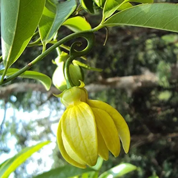 Bahan_Traders_Live_Hirwa_Chafa_(Hari_Champa)_Grafted_Plant_Suitable_For_Home_Garden,_Rooftoop_Garden_Fast_Growing_Tree_Ready_To_Flowering