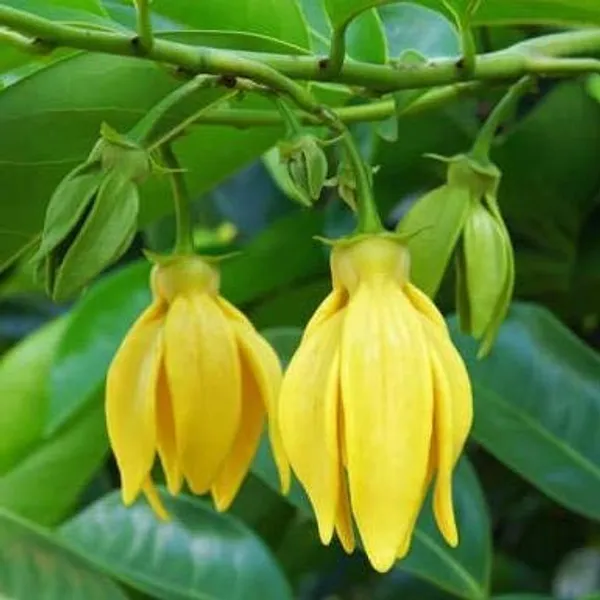 Bahan_Traders_Live_Hirwa_Chafa_(Hari_Champa)_Grafted_Plant_Suitable_For_Home_Garden,_Rooftoop_Garden_Fast_Growing_Tree_Ready_To_Flowering
