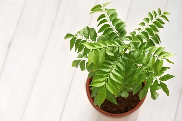 Bahan_Traders_Live_Curry_Leaves_-_Kadi_Patta_Sweet_Neem_Live_Plant_With_4Ft_Plastic_Pot