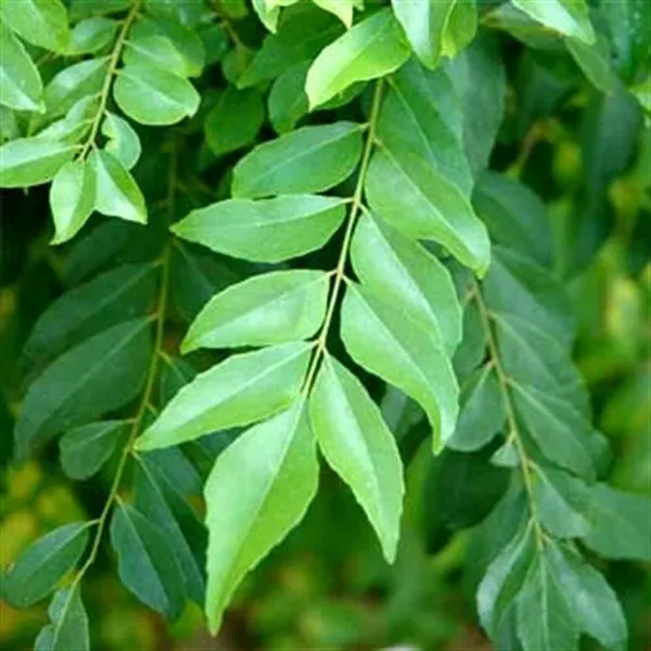 Bahan_Traders_Live_Curry_Leaves_-_Kadi_Patta_Sweet_Neem_Live_Plant_With_4Ft_Plastic_Pot