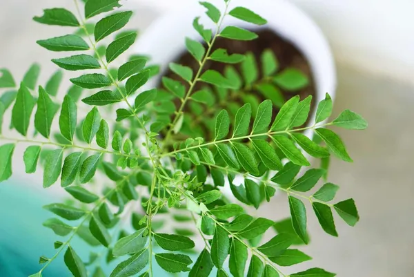 Bahan_Traders_Live_Curry_Leaves_-_Kadi_Patta_Sweet_Neem_Live_Plant_With_4Ft_Plastic_Pot