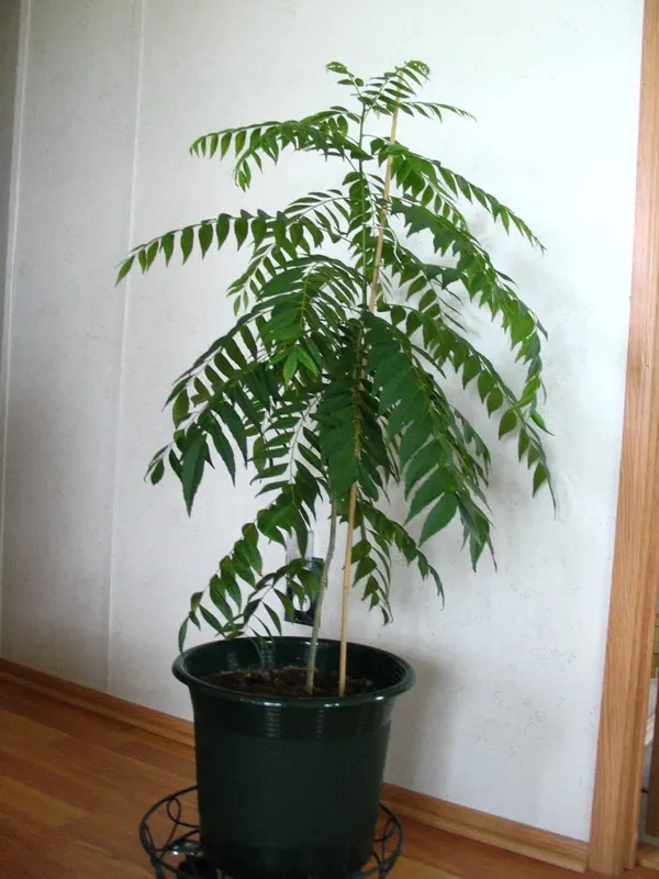 Bahan_Traders_Live_Curry_Leaves_-_Kadi_Patta_Sweet_Neem_Live_Plant_With_4Ft_Plastic_Pot