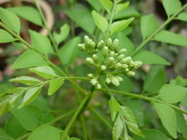 Bahan_Traders_Live_Curry_Leaves_-_Kadi_Patta_Sweet_Neem_Live_Plant_With_4Ft_Plastic_Pot