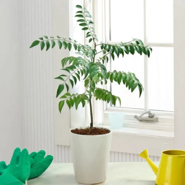 Bahan_Traders_Live_Curry_Leaves_-_Kadi_Patta_Sweet_Neem_Live_Plant_With_4Ft_Plastic_Pot