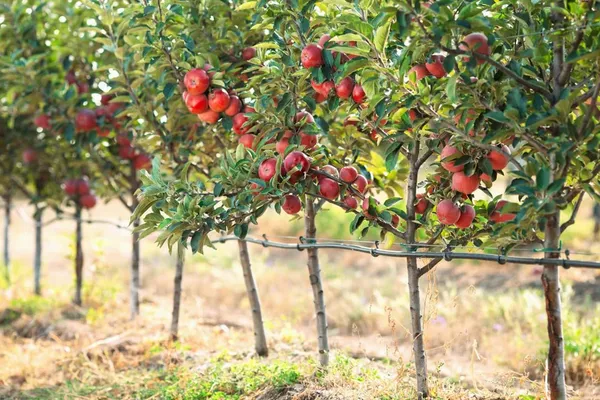 Hot_Climate_HR_99_Apple_Hybrid_Fruit_Plant_(Pack_Of_-_1)