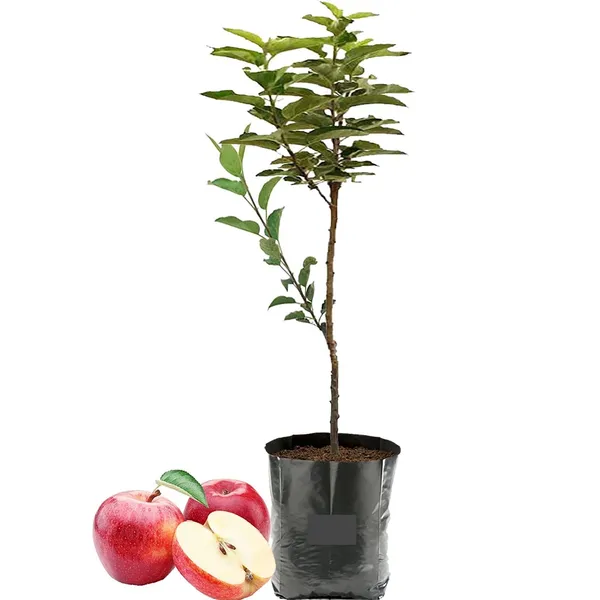 Hot_Climate_HR_99_Apple_Hybrid_Fruit_Plant_(Pack_Of_-_1)