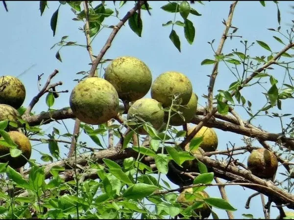 Bahan_Traders_Dwarf_Thai_Bel_Tree_Bilva_Patra_Leaves_Belpatra_Aegle_Marmelos_Live_Grafted__Air_Layered_Plant_Produce_Big_Size_Fruit_Within_2_Years